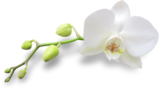 White Orchid Flower Cutout
